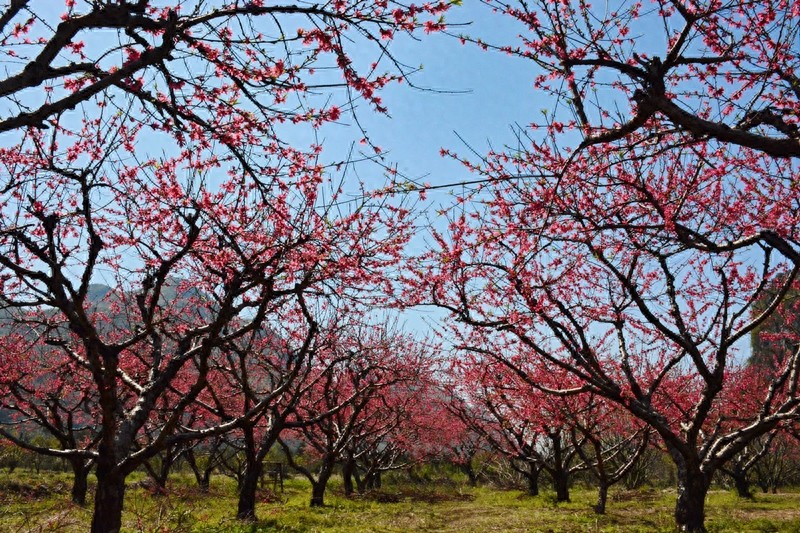 放眼望山河|桂林：阴冷转晴暖 恭城桃花节上演三生三世十里桃花