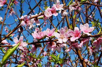 ​放眼望山河|桂林：阴冷转晴暖 恭城桃花节上演三生三世十里桃花