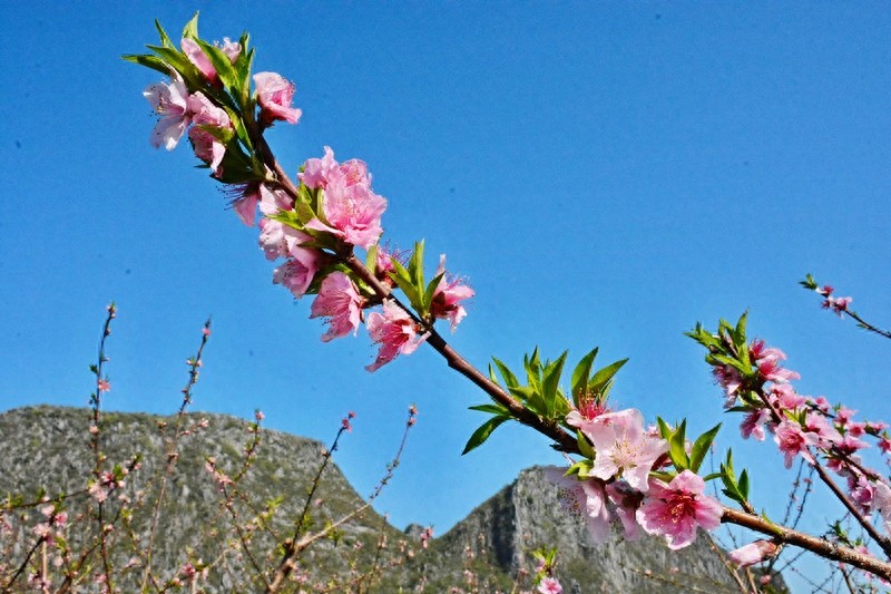 放眼望山河|桂林：阴冷转晴暖 恭城桃花节上演三生三世十里桃花