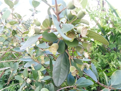 桃金娘-南方独有水果,看看你认识吗