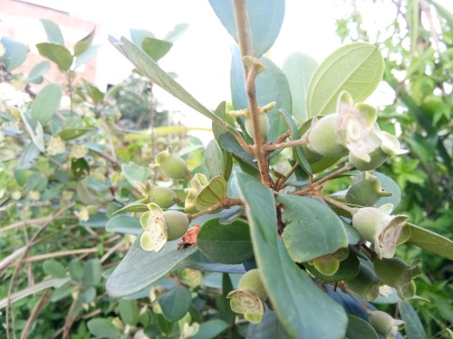 桃金娘-南方独有水果,看看你认识吗