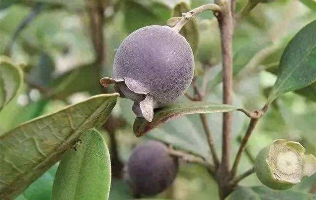 桃金娘-南方独有水果,看看你认识吗