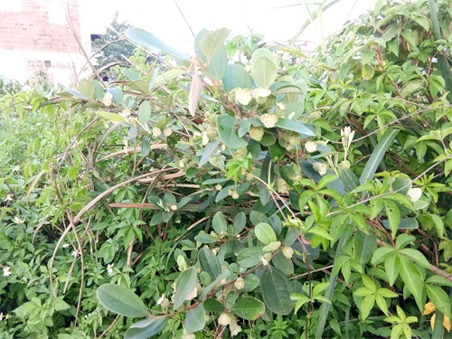 桃金娘-南方独有水果,看看你认识吗