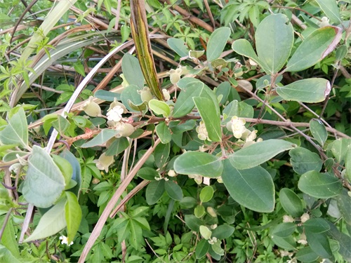 桃金娘-南方独有水果,看看你认识吗