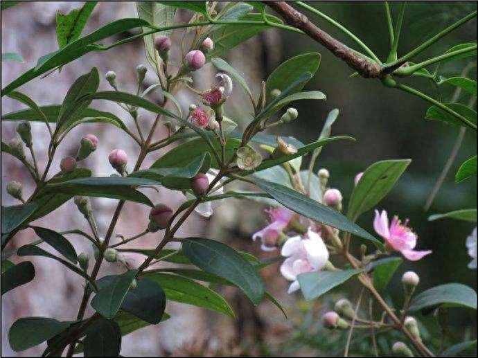 桃金娘-南方独有水果,看看你认识吗