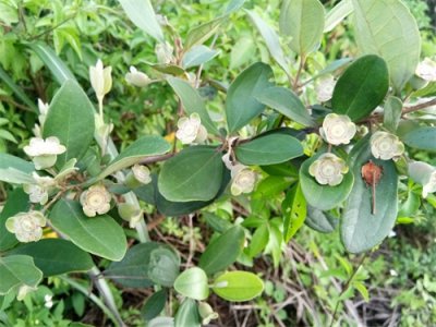 ​桃金娘-南方独有水果，看看你认识吗