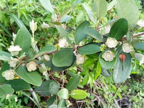 桃金娘-南方独有水果,看看你认识吗