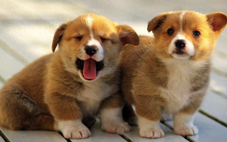 柯基美图鉴赏 4(可爱柯基壁纸,使用请点赞关注)