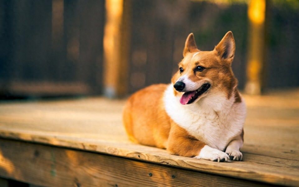 柯基美图鉴赏 4(可爱柯基壁纸,使用请点赞关注)