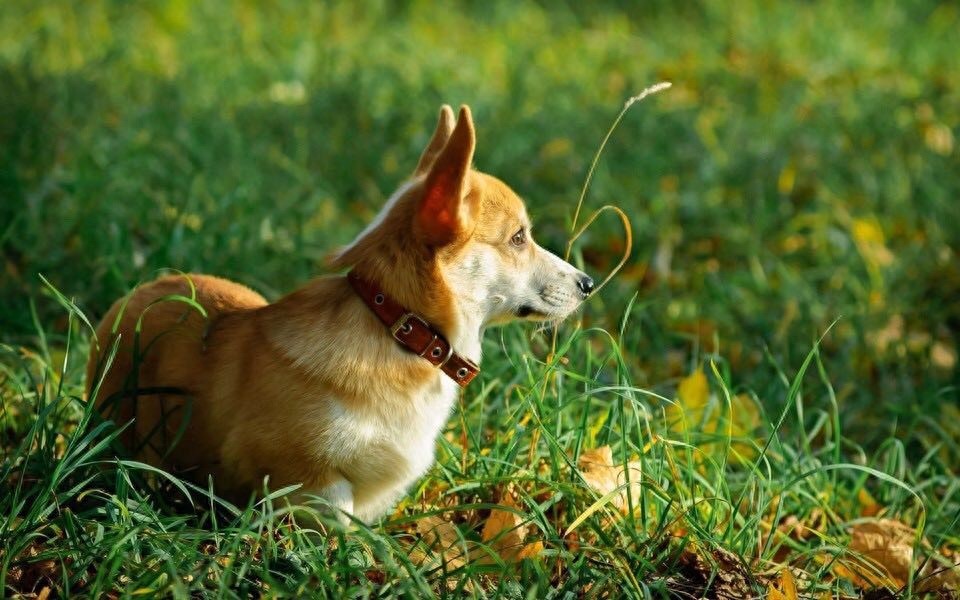 柯基美图鉴赏 4(可爱柯基壁纸,使用请点赞关注)