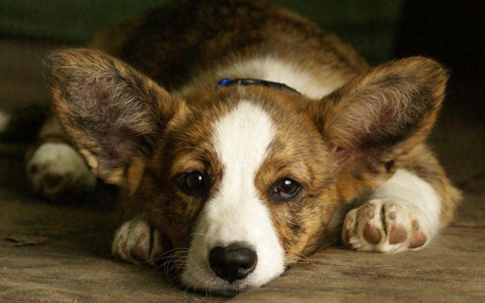 柯基美图鉴赏 4(可爱柯基壁纸,使用请点赞关注)