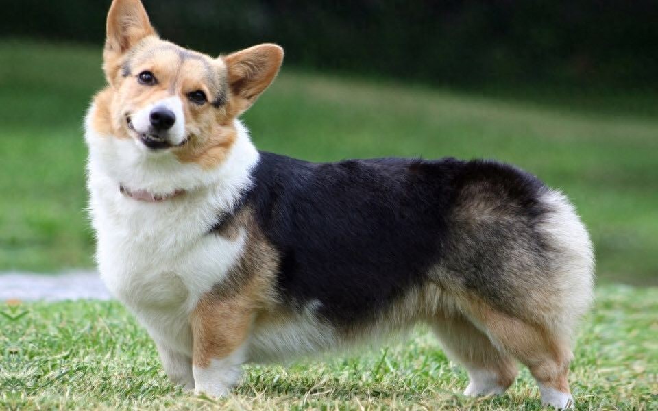 柯基美图鉴赏 4(可爱柯基壁纸,使用请点赞关注)