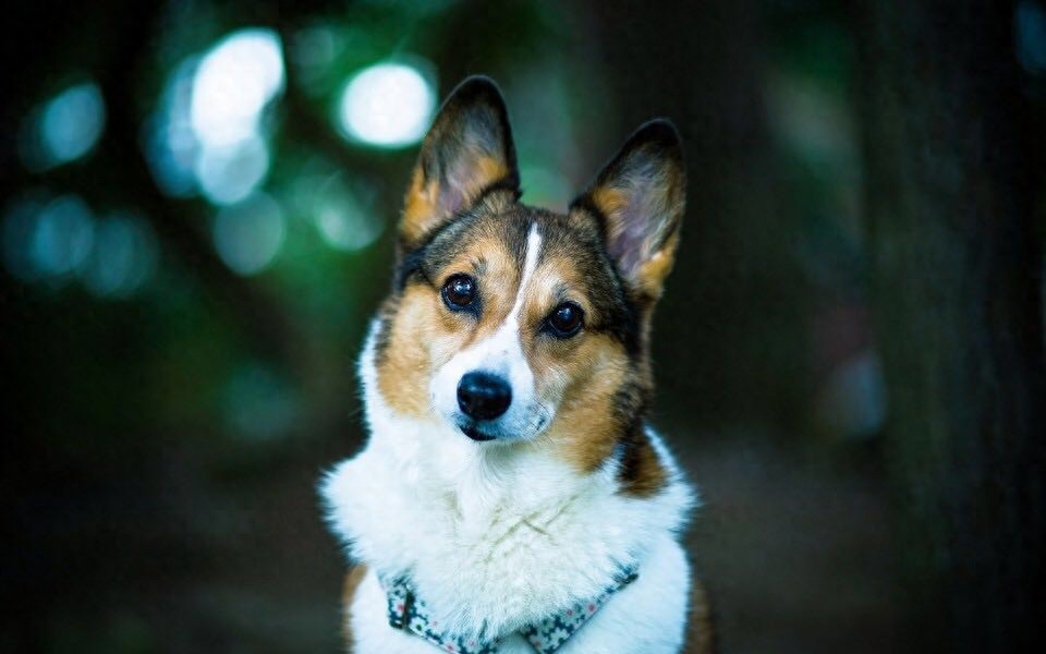 柯基美图鉴赏 4(可爱柯基壁纸,使用请点赞关注)