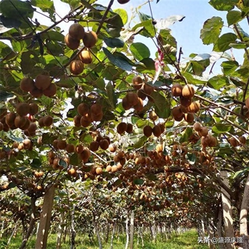 眉县徐香猕猴桃美图