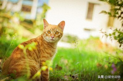 ​中华田园猫，你了解多少？