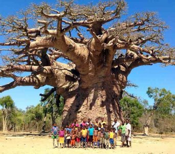 ​世界无奇不有之-奇特的树