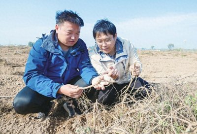 ​孟祥伟：一株草种出“千金方”