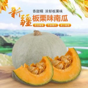 ​＂南瓜中的贵族＂新疆板栗南瓜