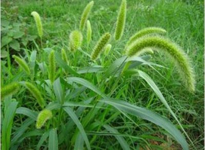 ​狗尾巴草生于荒野、农田、路边、荒地，圆锥花序