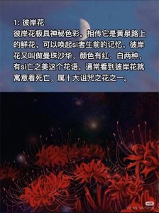​传说中的冥界之花：彼岸花