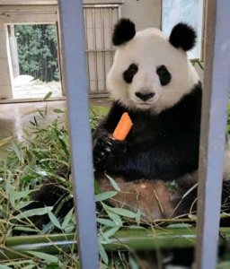 兰州野生动物园竟然有大熊猫！蜀兰一家命运是否还记得