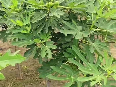 ​无花果叶原来煮水价值这么高，你知道吗？