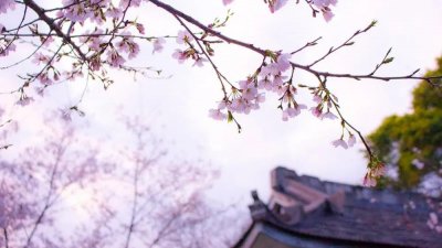 ​年年岁岁花相似