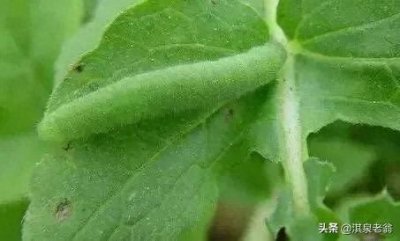 ​“神出鬼没”的菜青虫如何防治？菜农支招