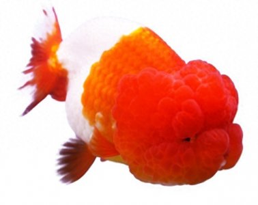 ​鱼类百科之兰寿金鱼