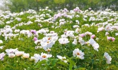 ​白牡丹-牡丹家族中的漂亮成员