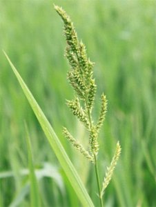 ​稗子是稻田里的恶性杂草，败家子中的“败”就是稗子演变过来的