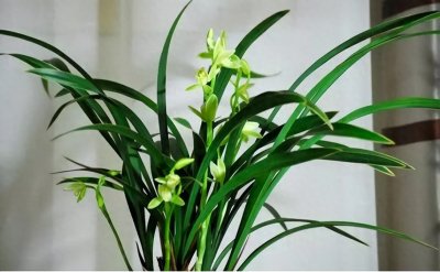 ​古诗词赏析：《感遇十二首·其一》（唐）张九龄