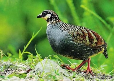 ​国家一级保护动物62——海南山鹧鸪