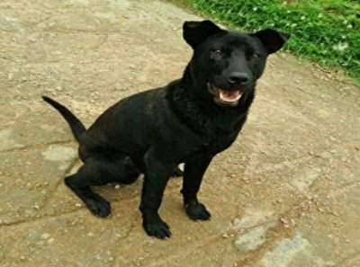 ​骁勇善战的青川犬，堪称团队作战的楷模