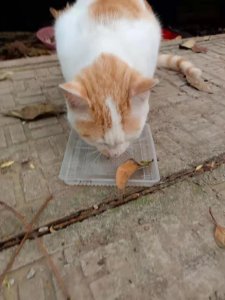 ​猫咪走丢不要慌，三步教你把猫咪回家的几率提高百分八十