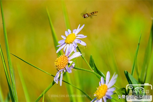 狗娃花娇艳绽放的美丽
