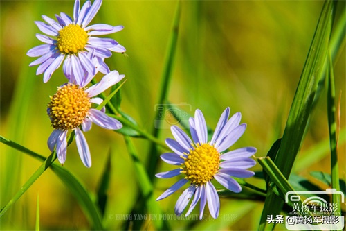 狗娃花娇艳绽放的美丽