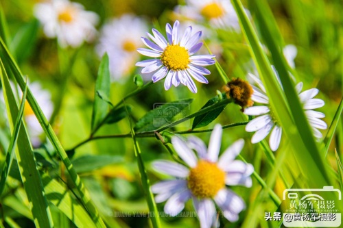 狗娃花娇艳绽放的美丽