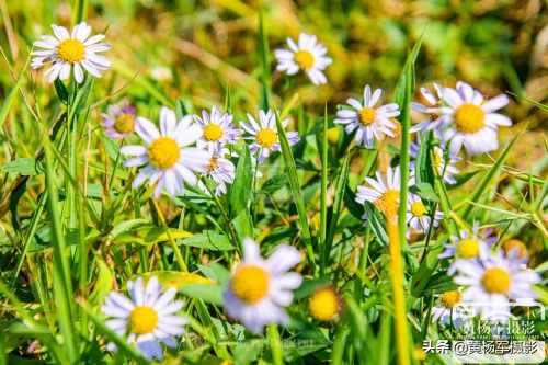 狗娃花娇艳绽放的美丽