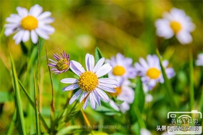 ​狗娃花娇艳绽放的美丽