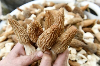 ​农业种植致富的项目有哪些？这六个项目的种植前景很可观