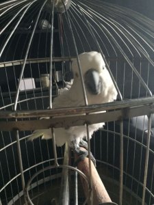 ​葵花鹦鹉咬毛怎么办？日常饲养注意这四点，改掉鹦鹉咬毛坏毛病