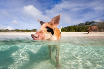 ​猪会游泳，不过水性不佳