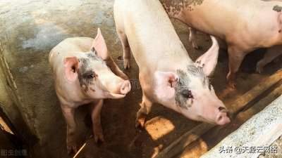 ​「科普」猪链球菌病的主要症状及治疗方法