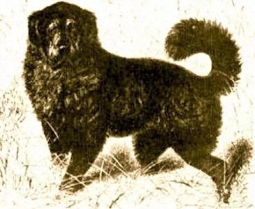 ​一组清末藏獒老照片,体型巨大,这才是真正的藏獒!