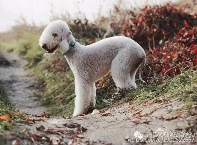 ​百科犬说之贝林顿梗