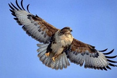 ​辽阳候鸟——大鵟