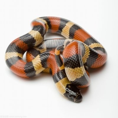 奶蛇，名字好听，长相可爱，性格温顺的蛇