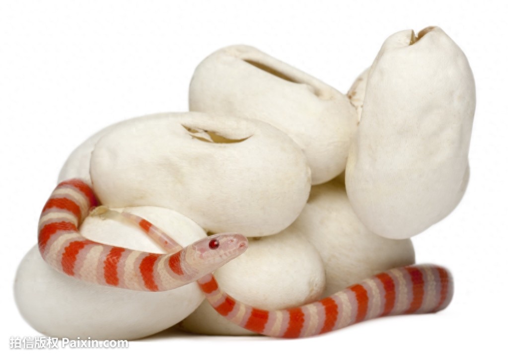 奶蛇，名字好听，长相可爱，性格温顺的蛇