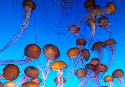 ​绚丽多彩的水母图大集合欣赏
